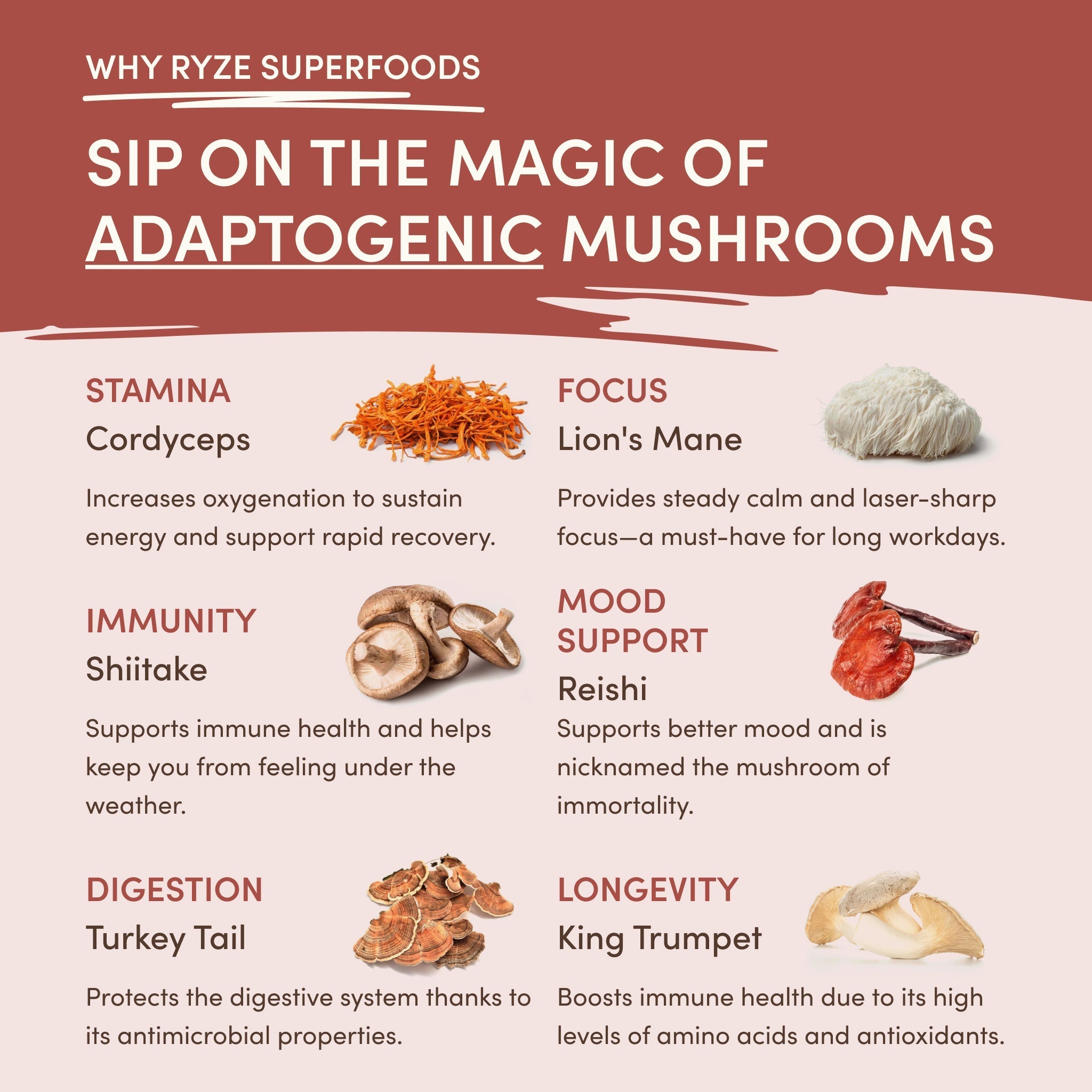 Mushroom Chicory (30 Servings) - The Superfood Cup