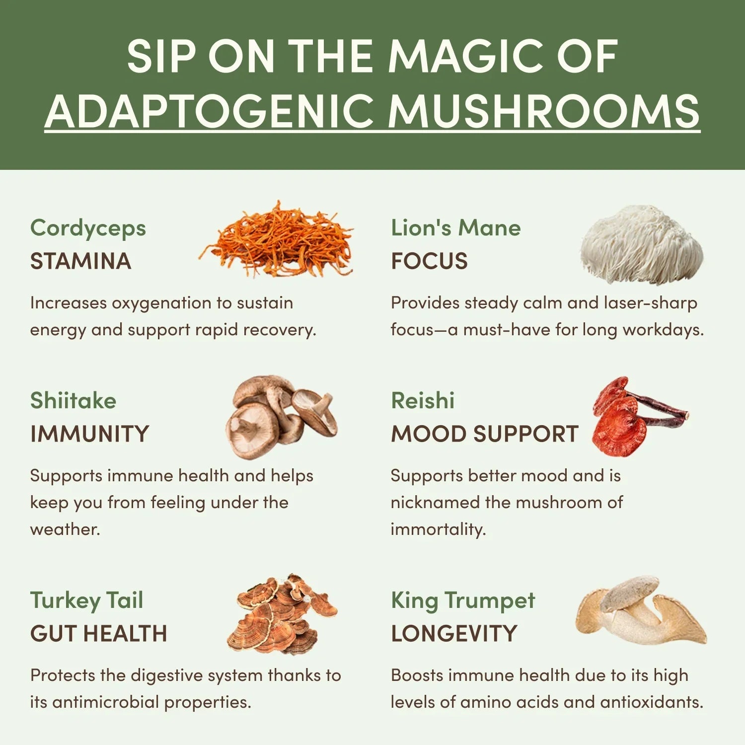 Mushroom Matcha Starter Kit (60 Servings) - Coffee Made Simple